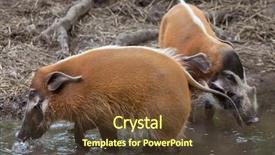  Presentation with pig - Slides with red river hog potamochoerus porcus background and a tawny brown colored foreground