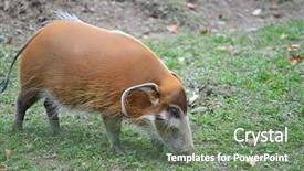  Presentation with trial river - Beautiful presentation theme featuring red river hog backdrop and a seafoam green colored foreground