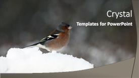  Presentation with robin bird - 