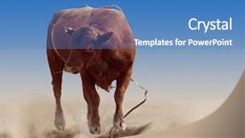  Presentation with rodeo - Beautiful presentation featuring red rodeo bull after dumping backdrop and a teal colored foreground