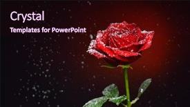  Presentation with rose falling animation - Slide deck consisting of red rose and snowflakes falling background and a  colored foreground