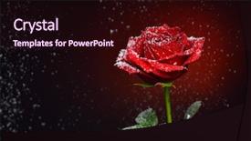  Presentation with snowflakes - Beautiful slides featuring red rose and snowflakes falling backdrop and a wine colored foreground