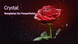  Presentation with snowflakes - Colorful PPT layouts enhanced with red rose and snowflakes falling backdrop and a wine colored foreground