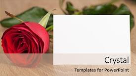  Presentation with rose wood - PPT theme featuring red rose and white sheet background and a  colored foreground