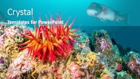  Presentation with california - PPT layouts consisting of red-rose-anemone-perched-atop background and a teal colored foreground