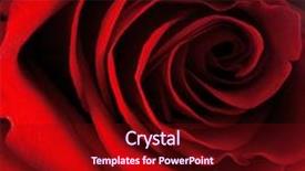  Presentation with holidays - Amazing PPT theme having red rose as a natural backdrop and a wine colored foreground