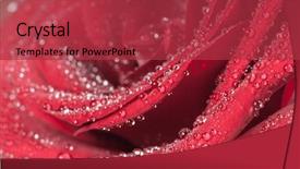  Presentation with bud - Colorful presentation theme enhanced with red rose bud with water backdrop and a red colored foreground