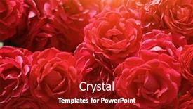  Presentation with red rose bush - Slide set with red rose bush flower background texture background and a crimson colored foreground