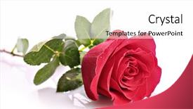  Presentation with white rose - PPT layouts having red rose closeup isolated background and a white colored foreground