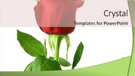  Presentation with white rose - Slides consisting of red rose closeup isolated background and a lemonade colored foreground