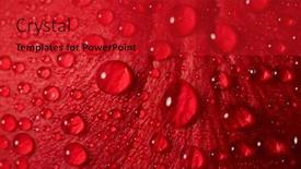  Presentation with water drop - Amazing PPT theme having red-rose-drop-water backdrop and a crimson colored foreground