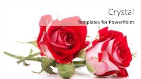  Presentation with rose flower - Beautiful slides featuring red rose flower bouquet isolated on white background cutout backdrop and a white colored foreground