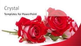  Presentation with rose flower - Amazing slides having red rose flower bouquet isolated on white background cutout backdrop and a white colored foreground