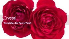  Presentation with rose flower - Colorful PPT theme enhanced with red-rose-flower-bouquet-isolated backdrop and a crimson colored foreground