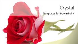  Presentation with rose flower - Presentation theme consisting of red-rose-flower-head-isolated background and a white colored foreground