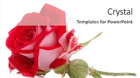  Presentation with rose flower - Presentation theme with red rose flower head isolated on white background cutout background and a white colored foreground