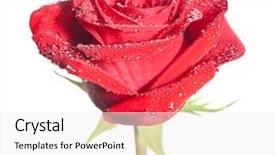 Presentation with rose flower - PPT layouts consisting of red rose flower isolated on the white background background and a white colored foreground