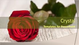  Presentation with rose wood - Slides with red rose flower on wood background background and a tawny brown colored foreground