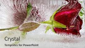  Presentation with bible red rose - Colorful slides enhanced with red rose frozen in ice backdrop and a  colored foreground