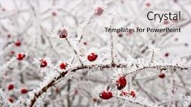  Presentation with hip - Colorful PPT theme enhanced with red rose-hip in winter backdrop and a light gray colored foreground
