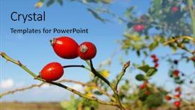  Presentation with rose hips - Beautiful PPT theme featuring red-rose-hips-on-bush backdrop and a light blue colored foreground