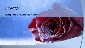  Presentation with blue rose - Slide set with red rose in snow background and a light blue colored foreground
