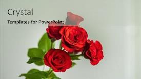  Presentation with red - Presentation theme consisting of red-rose-in-the-vase background and a  colored foreground