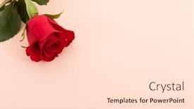  Presentation with flower corner - Beautiful slide deck featuring red-rose-in-top-left backdrop and a lemonade colored foreground