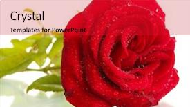  Presentation with white rose - Amazing presentation theme having red rose isolated on white backdrop and a crimson colored foreground