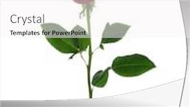  Presentation with white rose - Audience pleasing slides consisting of red-rose-isolated-on-white backdrop and a white colored foreground