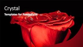  Presentation with under water - Colorful PPT theme enhanced with red-rose-on-a-black backdrop and a black colored foreground