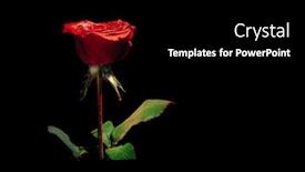  Presentation with under water - PPT layouts having red-rose-on-a-black background and a black colored foreground