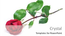  Presentation with white rose - Audience pleasing presentation design consisting of red rose on a white background backdrop and a white colored foreground