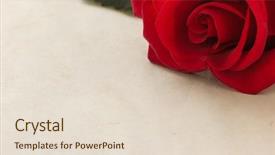  Presentation with parchment - Presentation theme enhanced with red rose on parchment background background and a lemonade colored foreground