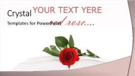  Presentation with red rose bush - Slides having red rose on the book background and a sky blue colored foreground