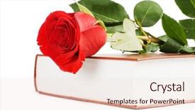  Presentation with bible red rose - Cool new slides with red rose on the book backdrop and a  colored foreground