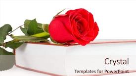  Presentation with bible red rose - Amazing PPT theme having red rose on the book backdrop and a  colored foreground