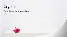  Presentation with white rose - Slide deck with red rose on the white background and a  colored foreground
