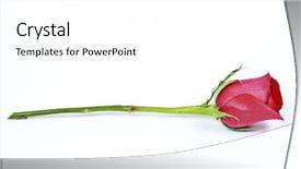  Presentation with white rose - Audience pleasing presentation consisting of red rose on white background backdrop and a white colored foreground
