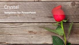  Presentation with valentines day - Cool new PPT theme with red rose over wooden table backdrop and a coral colored foreground
