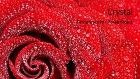  Presentation with dew - Amazing slides having red rose petails covered dew backdrop and a red colored foreground