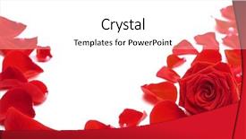  Presentation with red and white rose petals - Cool new presentation theme with red rose petals isolated backdrop and a white colored foreground