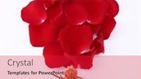  Presentation with white rose - PPT theme having red-rose-petals-romantic-rose background and a red colored foreground