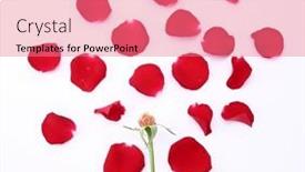  Presentation with white rose - PPT theme with red-rose-petals-romantic-rose background and a coral colored foreground