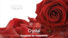  Presentation with white rose - Cool new presentation theme with red rose petals backdrop and a tawny brown colored foreground