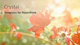  Presentation with red rose bush - 