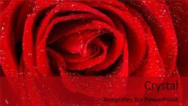  Presentation with rose flower - Slides having red rose with drops of water on the flower background and a crimson colored foreground