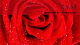  Presentation with rose flower - Colorful slide deck enhanced with red rose with drops of water on the flower backdrop and a crimson colored foreground