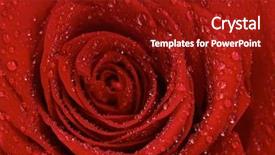  Presentation with drop of water - Presentation theme featuring red rose with water drops background and a  colored foreground