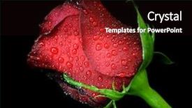  Presentation with water drops - PPT theme having red rose with water drops background and a wine colored foreground